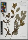 Foto von Salix atrocinerea Brot. x Salix cinerea L.